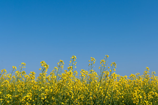 Oilseed rape and blue sky Picture Board by Linda Cooke