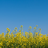 Buy canvas prints of Oilseed rape and blue sky by Linda Cooke