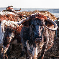 Buy canvas prints of English Longhorn cattle by Linda Cooke