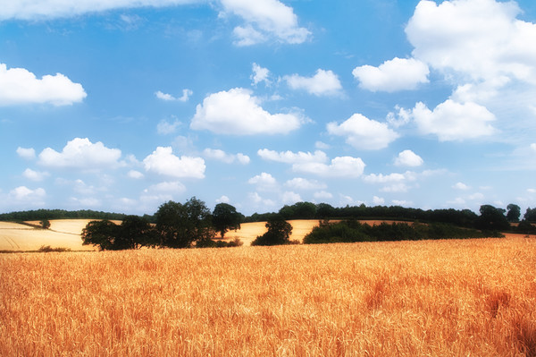 Golden cornfields in summer Picture Board by Linda Cooke