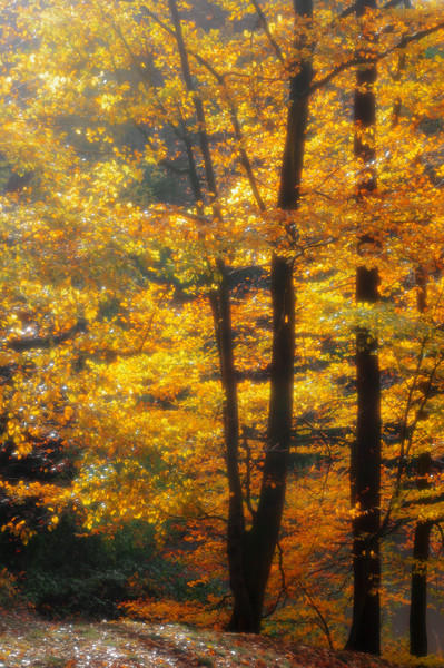 Autumn in the Beechwood Picture Board by Linda Cooke