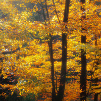 Buy canvas prints of Autumn in the Beechwood by Linda Cooke