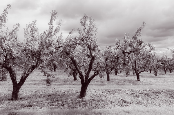 Worcestershire Pear Orchard Monochrome  Picture Board by Linda Cooke