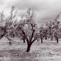 Buy canvas prints of Worcestershire Pear Orchard Monochrome  by Linda Cooke