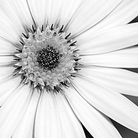 Buy canvas prints of African Daisy Monochrome by Linda Cooke