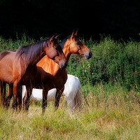 Buy canvas prints of Two bay horses by Linda Cooke