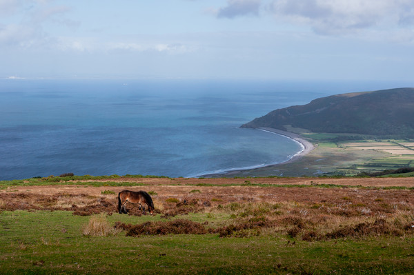 Exmoor Pony and Porlock Bay Picture Board by Linda Cooke