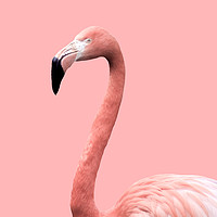 Buy canvas prints of Flamingo in Pink by Linda Cooke