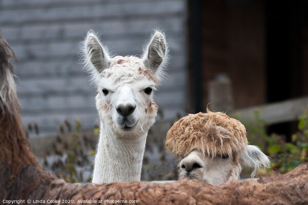 Curious Alpacas Picture Board by Linda Cooke