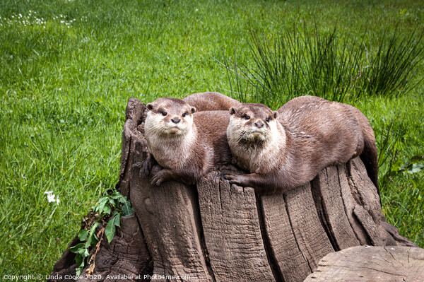 Eurasian Otters Picture Board by Linda Cooke