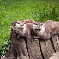 Buy canvas prints of Eurasian Otters by Linda Cooke