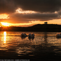 Buy canvas prints of Swans at Sunset by Gary Clarricoates