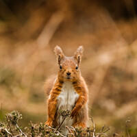 Buy canvas prints of A Red Squirrel standing on a dry grass field by Gary Clarricoates