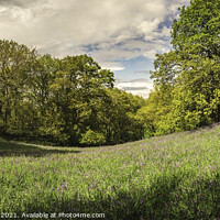 Buy canvas prints of A Bluebell Woodland Pano by Gary Clarricoates