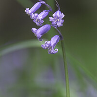 Buy canvas prints of Beautiful Bluebell by Gary Clarricoates