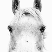 Buy canvas prints of Horse Portrait by Gary Clarricoates