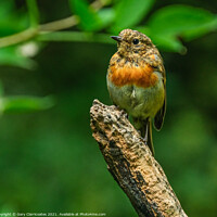 Buy canvas prints of A Juvenile Robin by Gary Clarricoates