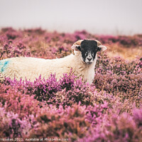 Buy canvas prints of Swaledale Sheep in Heather by Gary Clarricoates