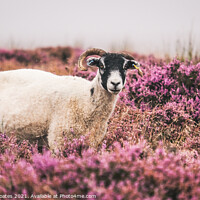 Buy canvas prints of Swaledale Sheep grazing in Purple Heather by Gary Clarricoates