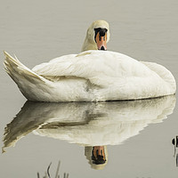 Buy canvas prints of Resting Swan by Gary Clarricoates