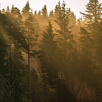 Buy canvas prints of Sunbeams at Cragside by Gary Clarricoates