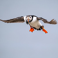 Buy canvas prints of Puffin in Flight by Gary Clarricoates
