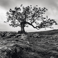 Buy canvas prints of The Limestone Tree by Gary Clarricoates