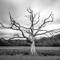 Buy canvas prints of The Dead Tree by Gary Clarricoates