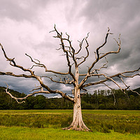 Buy canvas prints of Fork Lightening Tree by Gary Clarricoates
