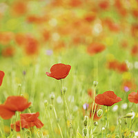 Buy canvas prints of A Field of Red by Gary Clarricoates