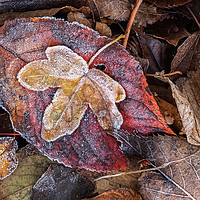 Buy canvas prints of Frosty Autumn Leaves by Gary Clarricoates