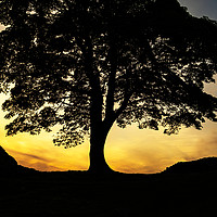 Buy canvas prints of Sycamore Gap Silhouette by Gary Clarricoates