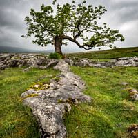 Buy canvas prints of The Limestone Tree by Gary Clarricoates