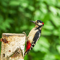 Buy canvas prints of Greater Spotted Woodpecker by Gary Clarricoates