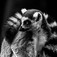 Buy canvas prints of The Cold Lemur by Gary Clarricoates