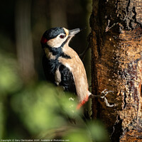 Buy canvas prints of What Woodpeckers Do by Gary Clarricoates