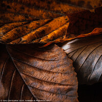 Buy canvas prints of Fallen Leaves by Gary Clarricoates