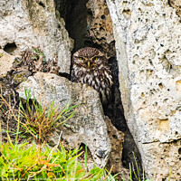 Buy canvas prints of A Sheltering Little Owl by Gary Clarricoates