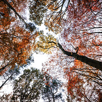 Buy canvas prints of Northumberland Woodland in Autumn by Gary Clarricoates