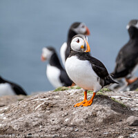 Buy canvas prints of Puffin on Patrol by Gary Clarricoates