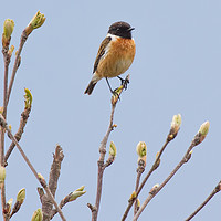 Buy canvas prints of Male Stonechat  by Brian Sandison
