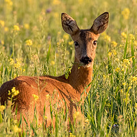 Buy canvas prints of Roe Deer Doe in the Meadow by Brian Sandison