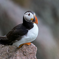Buy canvas prints of Puffin on a Cliff ledge by Brian Sandison