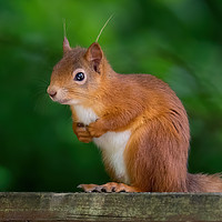 Buy canvas prints of Red Squirrel by Brian Sandison