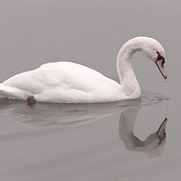 Buy canvas prints of Swan Lake by Mike Cave