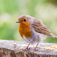Buy canvas prints of Cute Robin by Mike Cave
