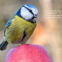 Buy canvas prints of Blue Tit eating an apple by Mike Cave