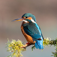 Buy canvas prints of Female Kingfisher in Spring by Mike Cave