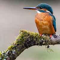 Buy canvas prints of Female Kingfisher by Mike Cave