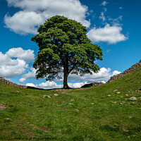 Buy canvas prints of Sycamore Gap by Mike Cave